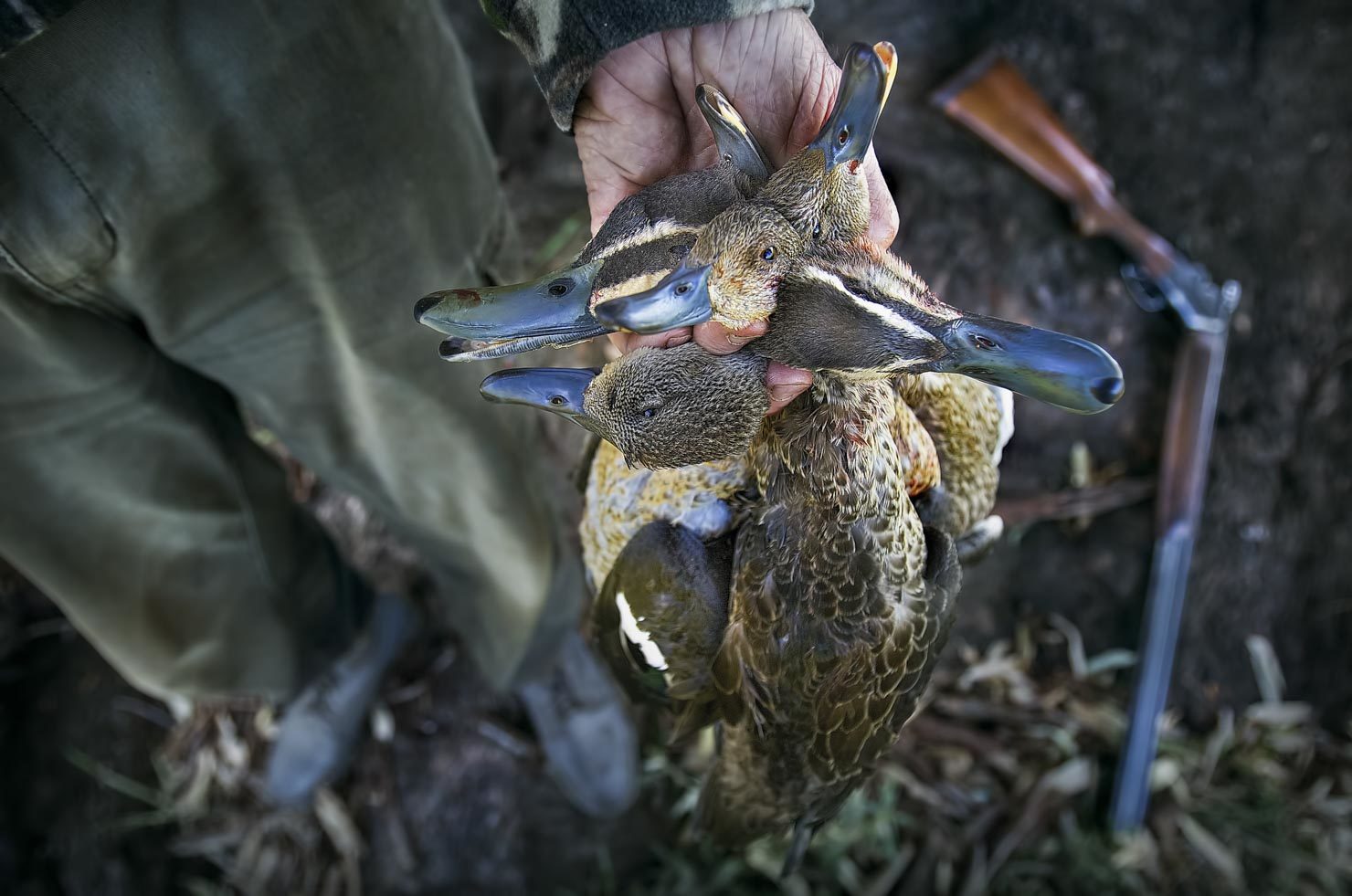 Duck hunting season opens near Howlong on the Murray River