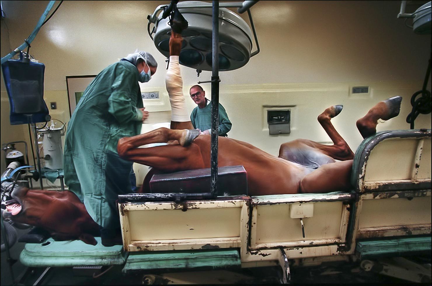 Veterinarian performs an operation on a horse