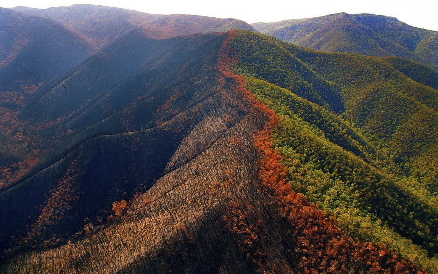 Bushfire aftermath in the Alpine National Park near Licola