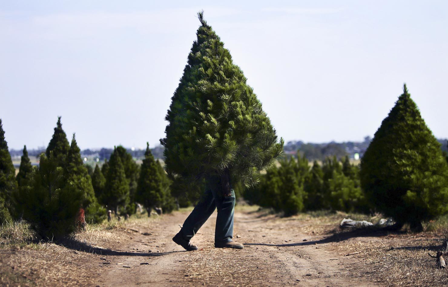 Fabio Iuele busy at work at North Pole Christmas Tree Farm